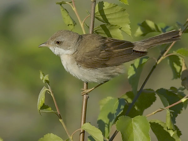 Pensaskerttu, Common Whitethroat, Sylvia communis